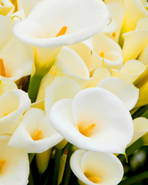 Без бренда «Белые каллы» в Таганроге