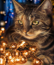 Без бренда «2KXSB-0678» в Таганроге