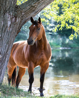 Без бренда «Коробка 20 шт: Лошадь у дерева» в Таганроге