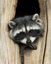 Без бренда «Енот в дупле» в Таганроге