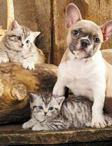 Без бренда «Милый щенок французского бульдога и два котёнка» в Таганроге в интернет-магазине  Без бренда «Милый щенок французского бульдога и два котёнка» в Таганроге