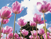 Бледно-розовые тюльпаны на фоне неба