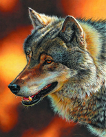 Без бренда «Взрослый серый волк» в Таганроге в интернет-магазине Без бренда «Взрослый серый волк» в Таганроге