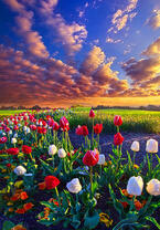 Без бренда «Поле тюльпанов под облачным небом» в Таганроге